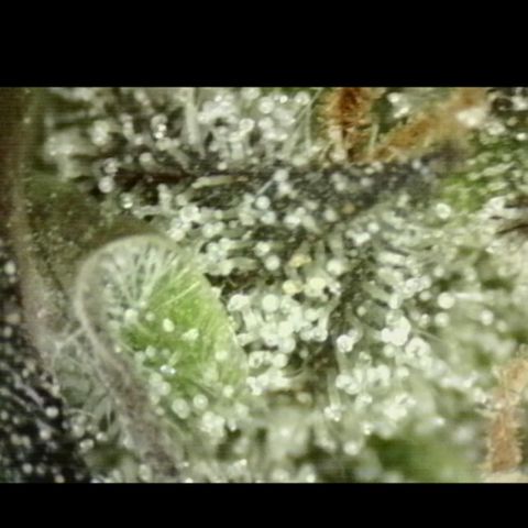 🌅Sherbi photo, blue sunset sherbert, Barneys farm  growlog timeline photo