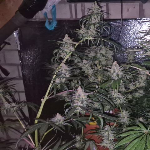 🌅Sherbi photo, blue sunset sherbert, Barneys farm  growlog timeline photo