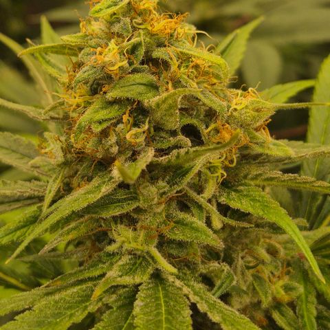 🍍Anna  #1 amnesia lemon  growlog timeline photo