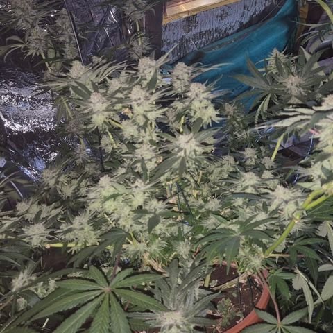 Mimosa evo Photo ♥️ Barney's Farm  growlog timeline photo