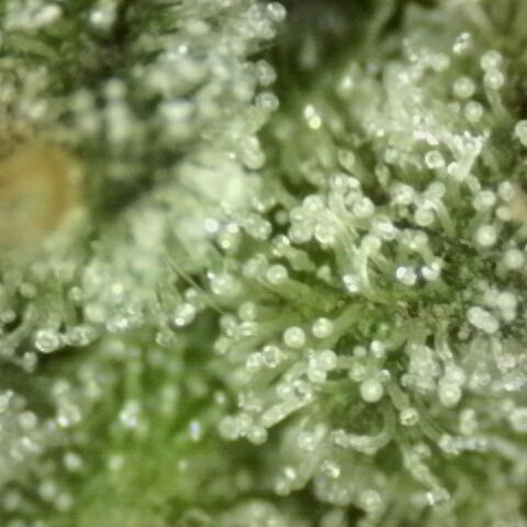 Mimosa evo Photo ♥️ Barney's Farm  growlog timeline photo
