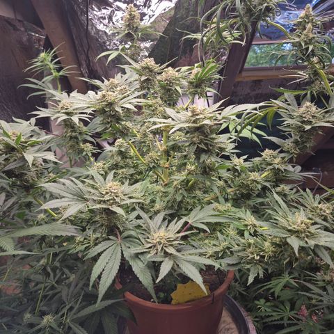 Mimosa evo Photo ♥️ Barney's Farm  growlog timeline photo