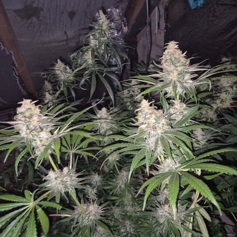 🍍Anna  #1 amnesia lemon  growlog timeline photo