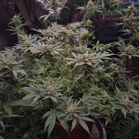 Mimosa evo Photo ♥️ Barney's Farm  growlog timeline photo