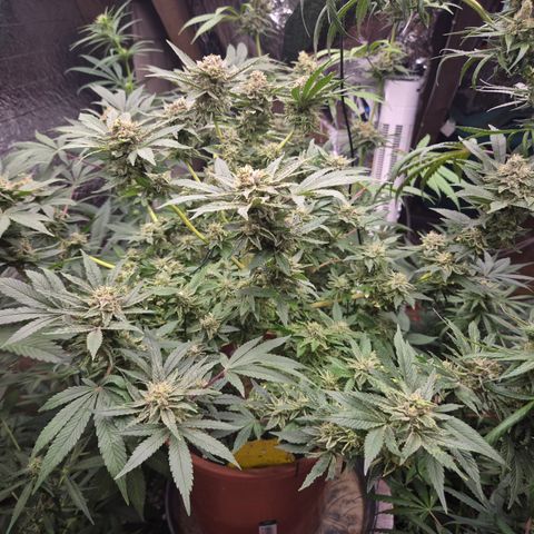 Mimosa evo Photo ♥️ Barney's Farm  growlog timeline photo