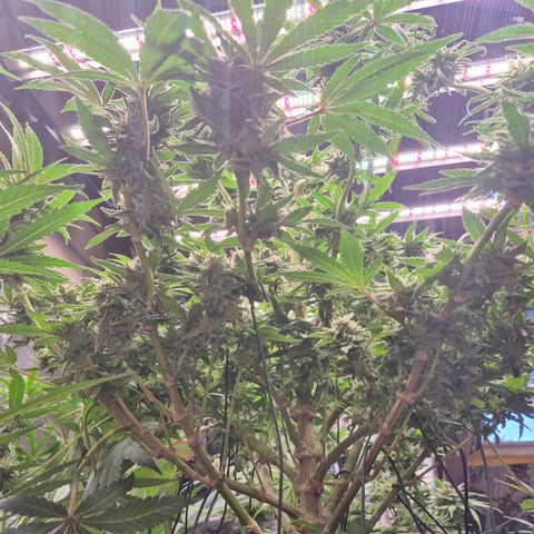 Mimosa evo Photo ♥️ Barney's Farm  growlog timeline photo