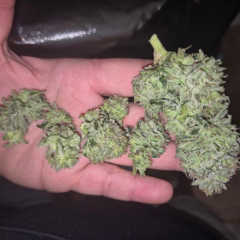 Mimosa evo Photo ♥️ Barney's Farm  growlog timeline photo