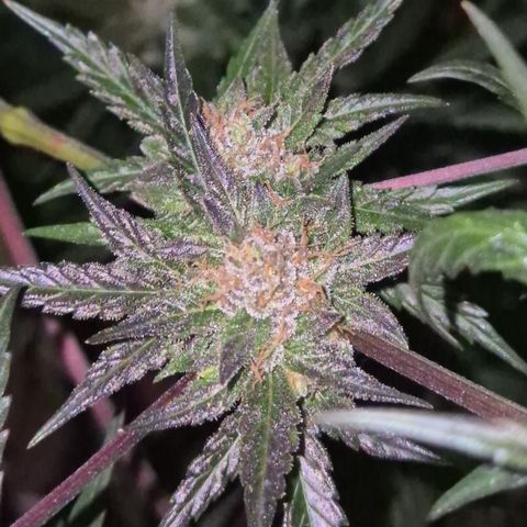 🌅Sherbi photo, blue sunset sherbert, Barneys farm  growlog timeline photo