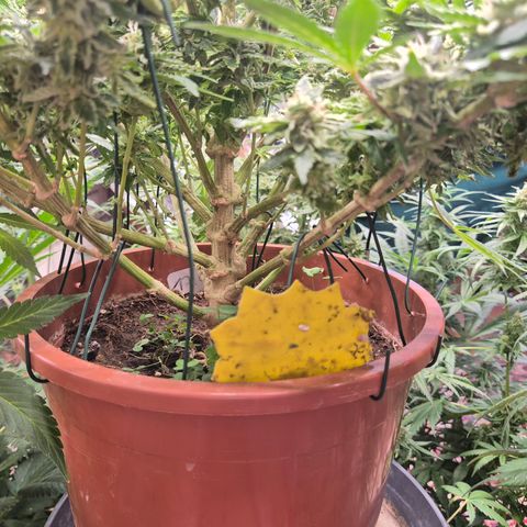 Mimosa evo Photo ♥️ Barney's Farm  growlog timeline photo