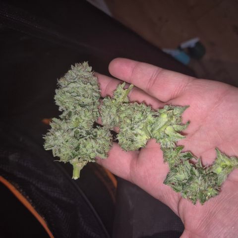 Mimosa evo Photo ♥️ Barney's Farm  growlog timeline photo