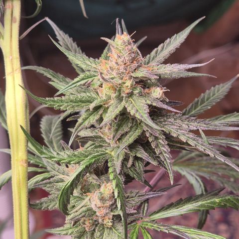🌅Sherbi photo, blue sunset sherbert, Barneys farm  growlog timeline photo