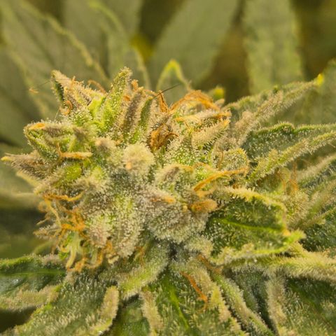 Mimosa evo Photo ♥️ Barney's Farm  growlog timeline photo