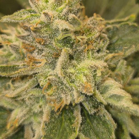 Mimosa evo Photo ♥️ Barney's Farm  growlog timeline photo