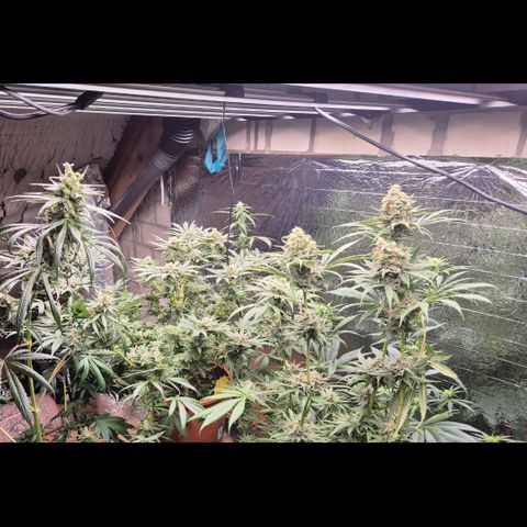 🍍Anna  #1 amnesia lemon  growlog timeline photo