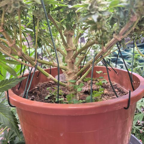 Mimosa evo Photo ♥️ Barney's Farm  growlog timeline photo