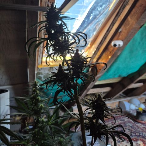 🌅Sherbi photo, blue sunset sherbert, Barneys farm  growlog timeline photo