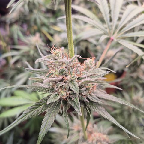 🍍Anna  #1 amnesia lemon  growlog timeline photo