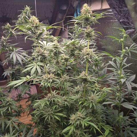 🍍Anna  #1 amnesia lemon  growlog timeline photo