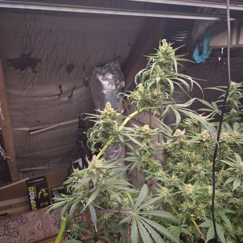 🌅Sherbi photo, blue sunset sherbert, Barneys farm  growlog timeline photo