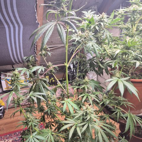🌅Sherbi photo, blue sunset sherbert, Barneys farm  growlog timeline photo