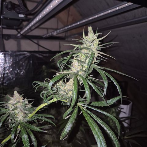 🌅Sherbi photo, blue sunset sherbert, Barneys farm  growlog timeline photo