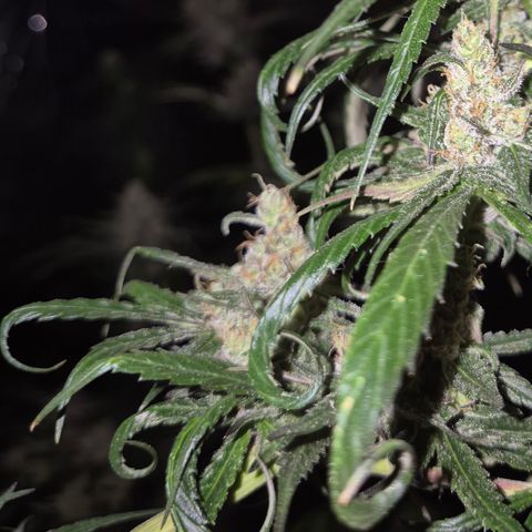 🌅Sherbi photo, blue sunset sherbert, Barneys farm  growlog timeline photo