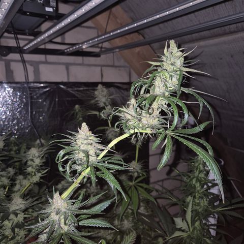 🌅Sherbi photo, blue sunset sherbert, Barneys farm  growlog timeline photo