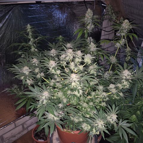 Mimosa evo Photo ♥️ Barney's Farm  growlog timeline photo