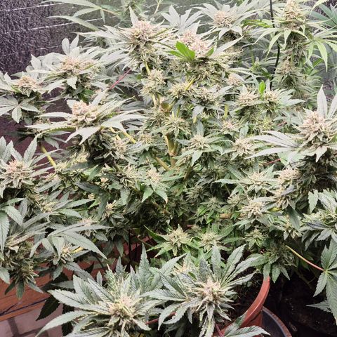 Mimosa evo Photo ♥️ Barney's Farm  growlog timeline photo