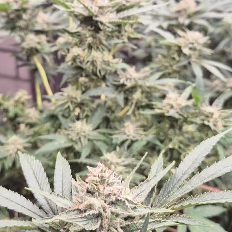 Mimosa evo Photo ♥️ Barney's Farm  growlog timeline photo