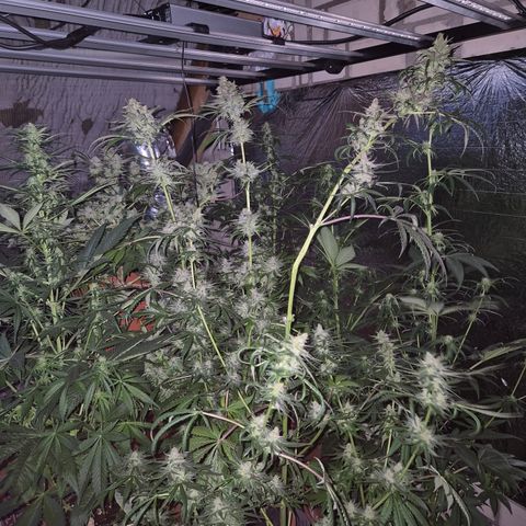 🍍Anna  #1 amnesia lemon  growlog timeline photo