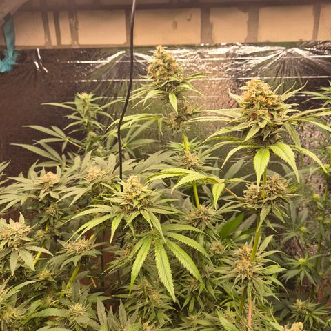 🍍Anna  #1 amnesia lemon  growlog timeline photo