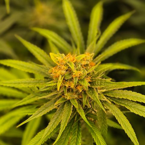 🍍Anna  #1 amnesia lemon  growlog timeline photo