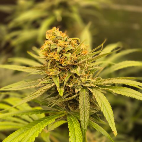 🍍Anna  #1 amnesia lemon  growlog timeline photo