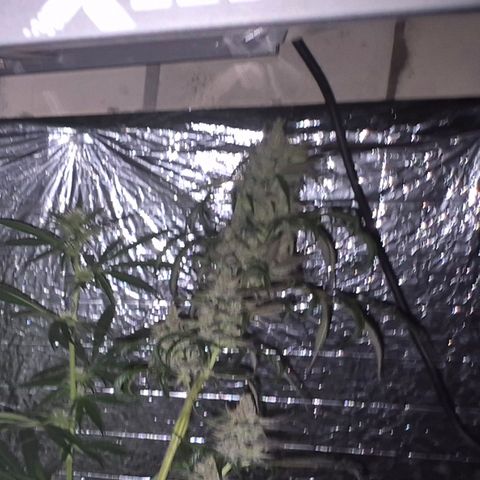 🌅Sherbi photo, blue sunset sherbert, Barneys farm  growlog timeline photo