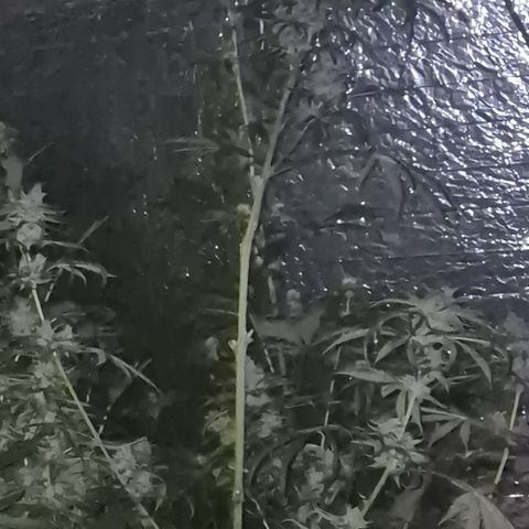 🌅Sherbi photo, blue sunset sherbert, Barneys farm  growlog timeline photo