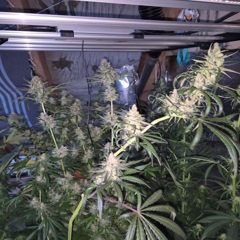 🍍Anna  #1 amnesia lemon  growlog timeline photo