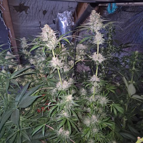 🍍Anna  #1 amnesia lemon  growlog timeline photo