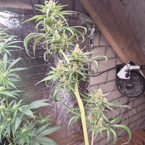 🌅Sherbi photo, blue sunset sherbert, Barneys farm  growlog timeline photo