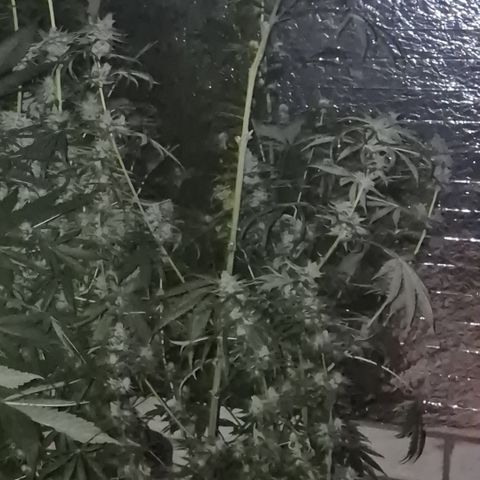 🌅Sherbi photo, blue sunset sherbert, Barneys farm  growlog timeline photo