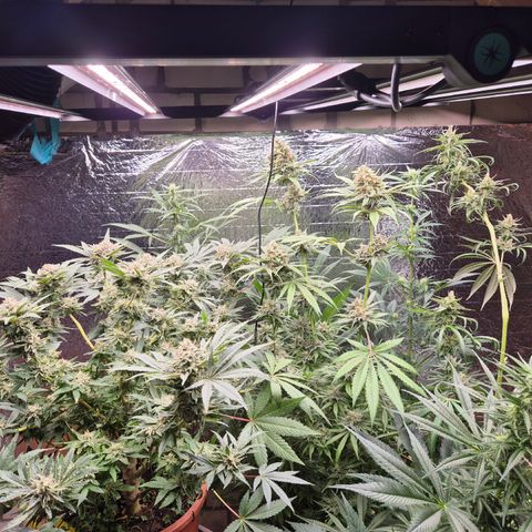 Mimosa evo Photo ♥️ Barney's Farm  growlog timeline photo