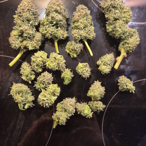Mimosa evo Photo ♥️ Barney's Farm  growlog timeline photo