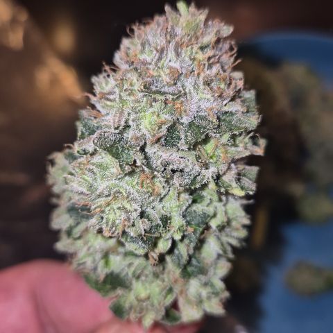 Mimosa evo Photo ♥️ Barney's Farm  growlog timeline photo