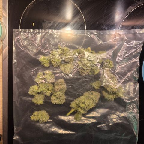 Mimosa evo Photo ♥️ Barney's Farm  growlog timeline photo