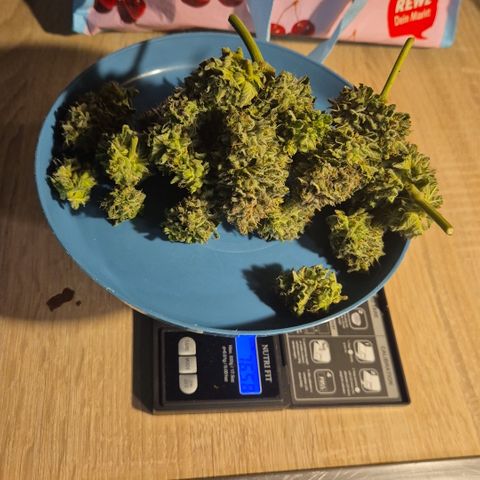 Mimosa evo Photo ♥️ Barney's Farm  growlog timeline photo