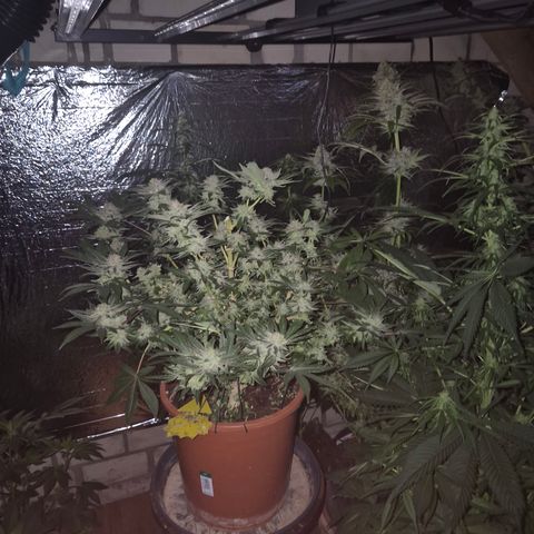 Mimosa evo Photo ♥️ Barney's Farm  growlog timeline photo