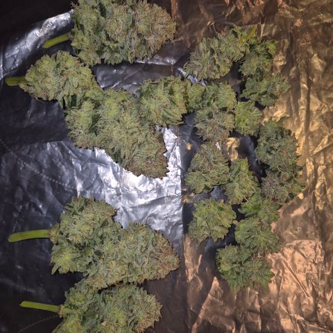 Mimosa evo Photo ♥️ Barney's Farm  growlog timeline photo