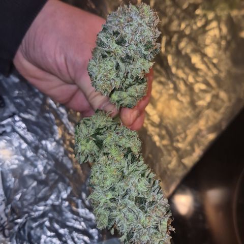 Mimosa evo Photo ♥️ Barney's Farm  growlog timeline photo