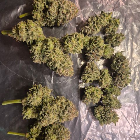 Mimosa evo Photo ♥️ Barney's Farm  growlog timeline photo