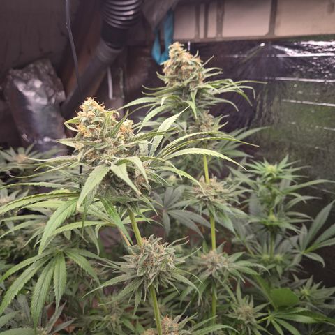 🍍Anna  #1 amnesia lemon  growlog timeline photo